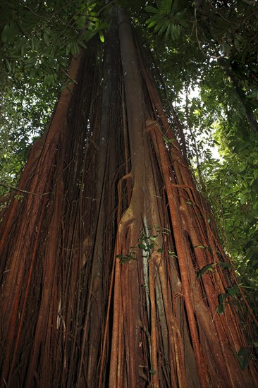 Strangler fig (Ficus aurea) in the tropical rainforest