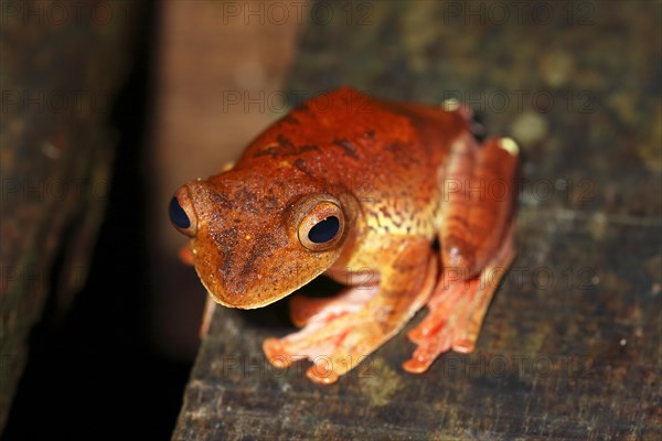 Harlequin tree frog (Rhacophorus pardalis)