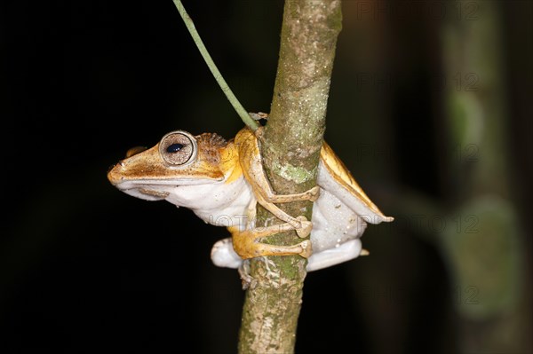 Borneo eared frog (Polypedates otilophus)