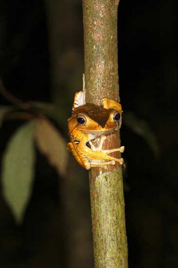 Borneo eared frog (Polypedates otilophus)