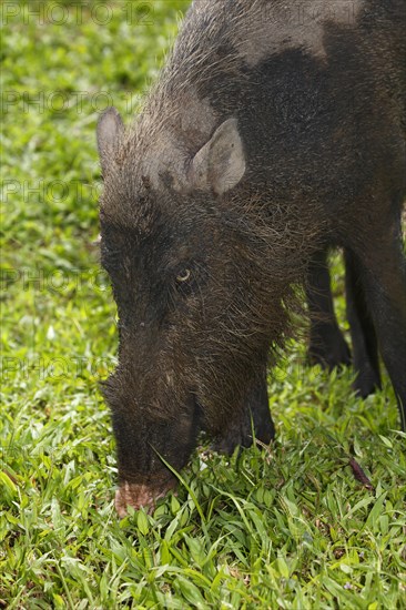 Bornean bearded pig (Sus barbatus)