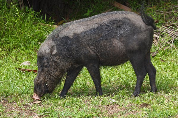 Bornean bearded pig (Sus barbatus)