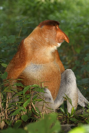 Proboscis Monkey (Nasalis larvatus)