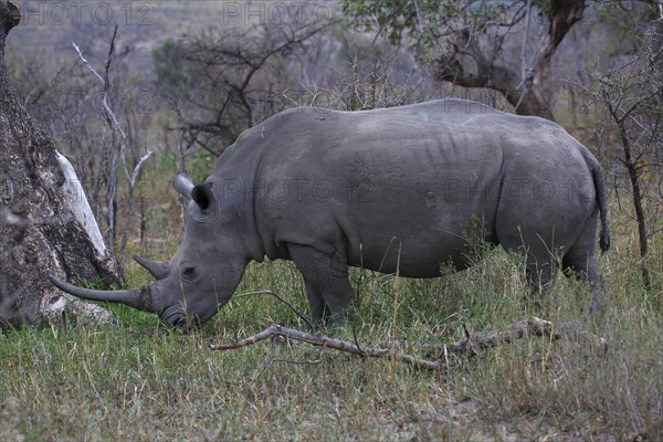 Black Rhinoceros (Diceros bicornis) feeding