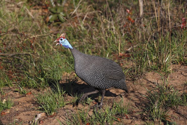 Helmeted guineafowl (Numida meleagris)