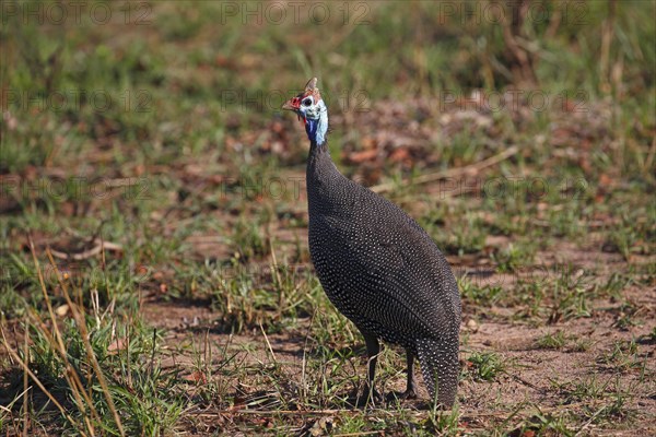 Helmeted guineafowl (Numida meleagris)