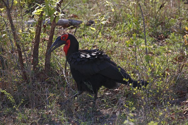 Southern ground hornbill (Bucorvus leadbeateri)