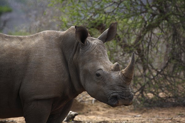 White Rhinoceros (Ceratotherium simum)