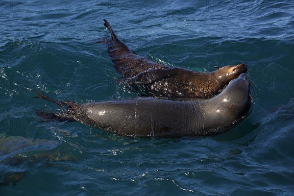 Brown fur seals (Arctocephalus pusillus) playing in water