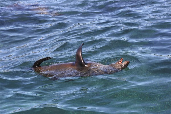 Brown fur seal (Arctocephalus pusillus)