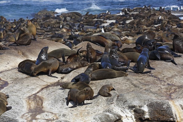 Brown fur seals (Arctocephalus pusillus)