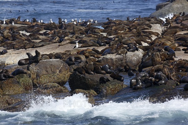 Brown fur seals (Arctocephalus pusillus)