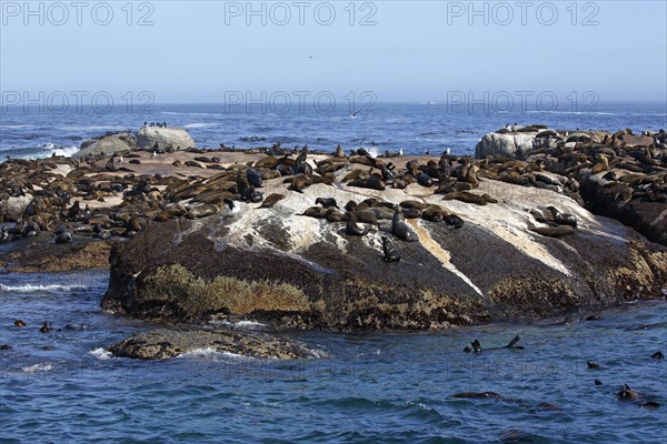 Brown fur seals (Arctocephalus pusillus)