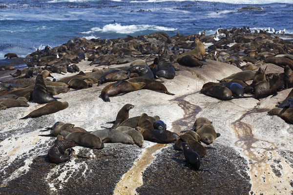 Brown fur seals (Arctocephalus pusillus)