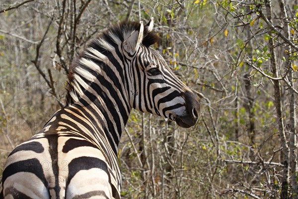 Burchell's Zebra (Equus quagga burchelli)