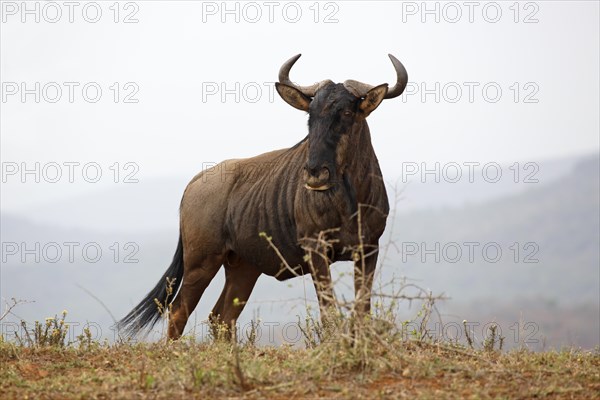 Blue wildebeest (Connochaetes taurinus)