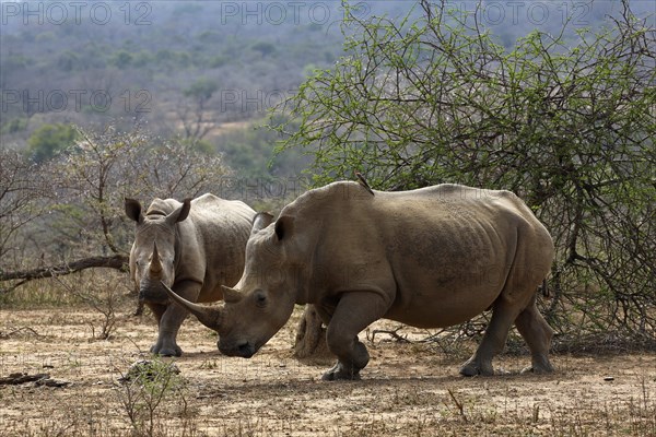 White Rhinoceros (Ceratotherium simum)