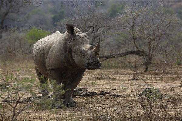 White Rhinoceros (Ceratotherium simum)