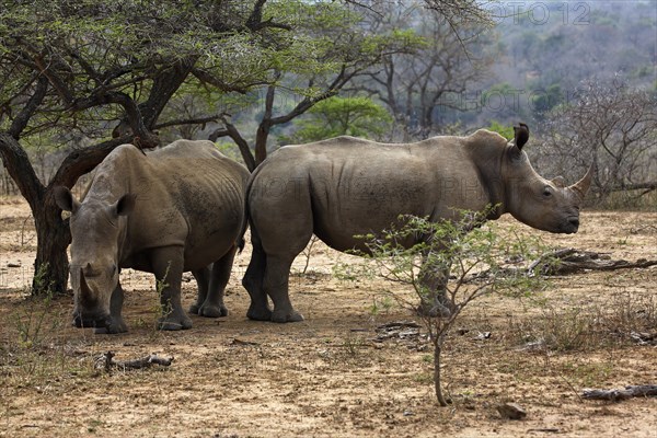 White Rhinoceros (Ceratotherium simum)