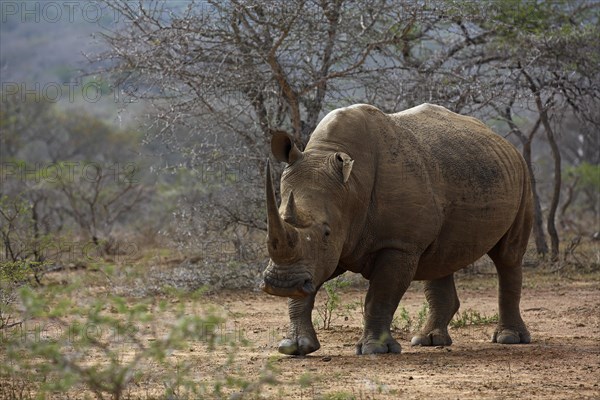 White Rhinoceros (Ceratotherium simum)