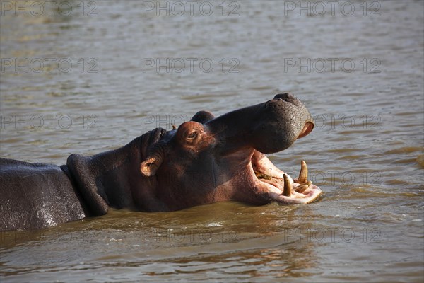 Yawning Hippopotamus