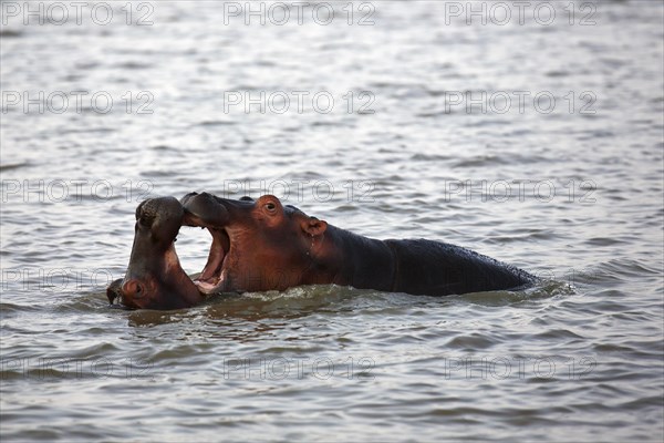 Young hippos playing (Hippopatamus amphibius) in the water