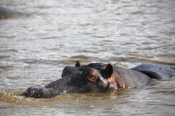 Hippo (Hippopatamus amphibius) breathing out