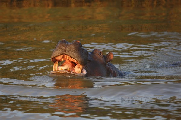 Hippopotamus