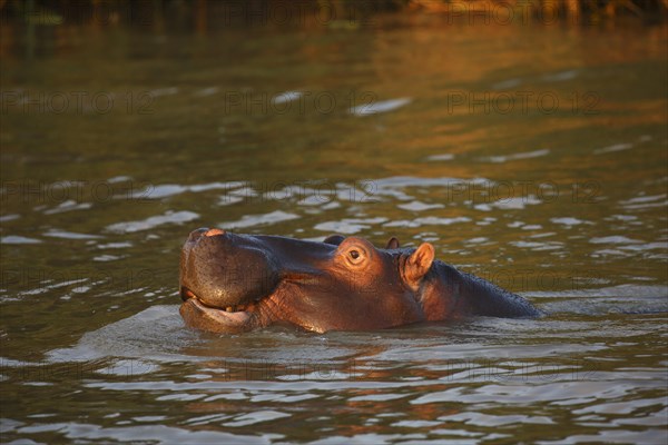 Hippopotamus