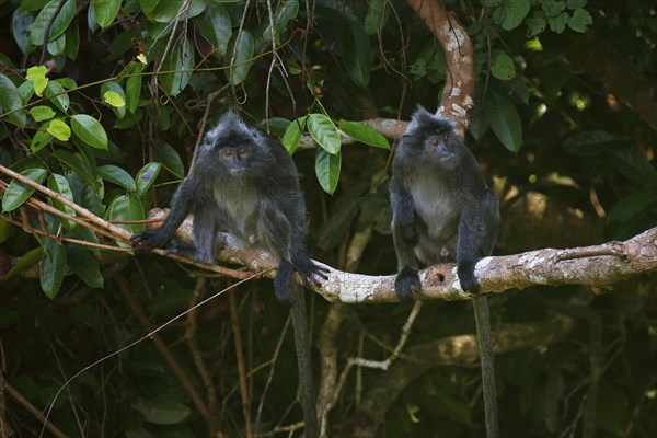 Silvery lutungs (Trachypithecus cristatus)