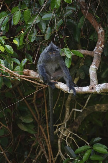 Silvery lutung (Trachypithecus cristatus)