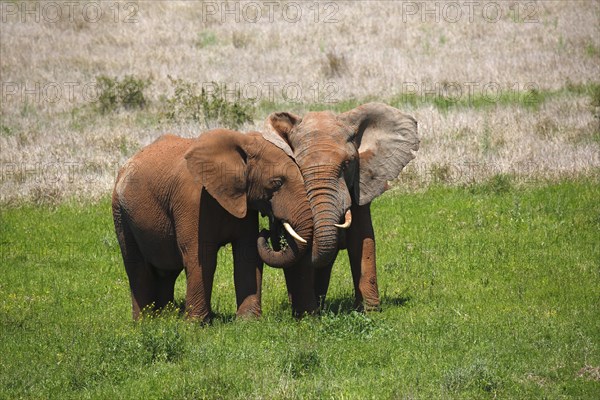 African bush elephants (Loxodonta africana)