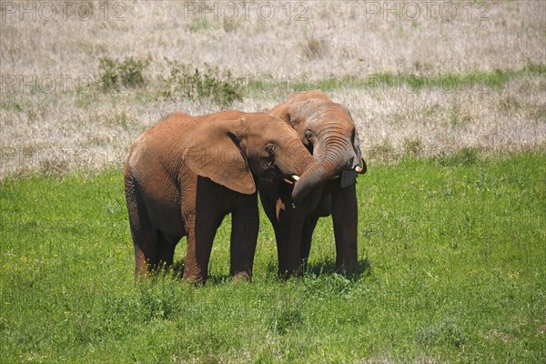 African bush elephants (Loxodonta africana)