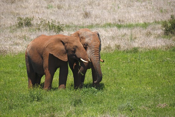 African bush elephants (Loxodonta africana)