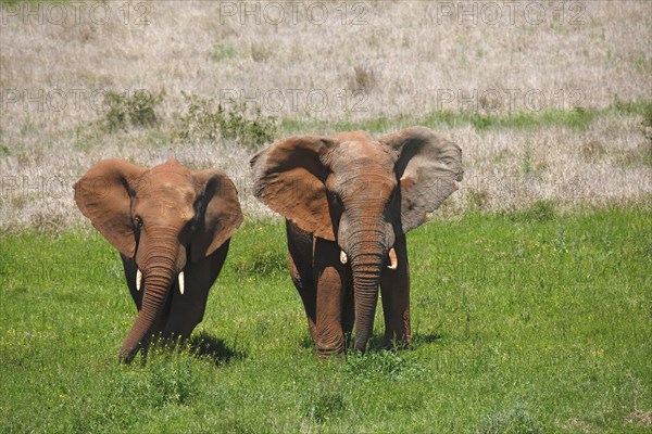African bush elephants (Loxodonta africana)
