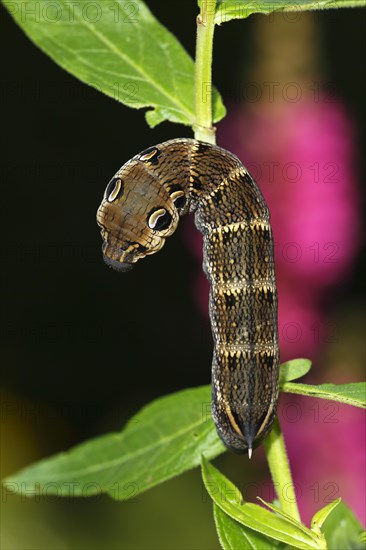Elephant Hawk-moth (Deilephila elpenor)