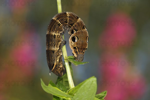 Elephant Hawk-moth (Deilephila elpenor)