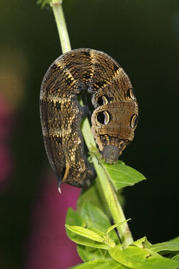 Elephant Hawk-moth (Deilephila elpenor)