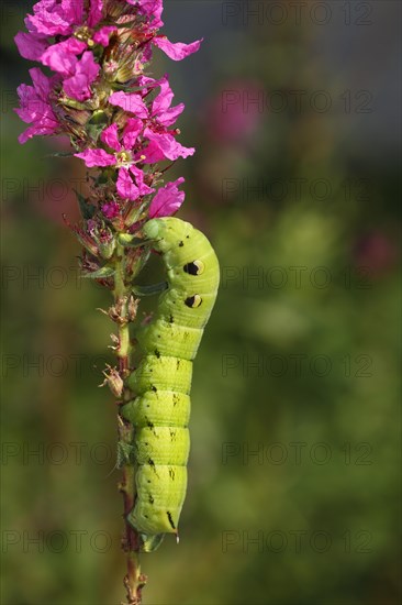 Elephant Hawk-moth (Deilephila elpenor)