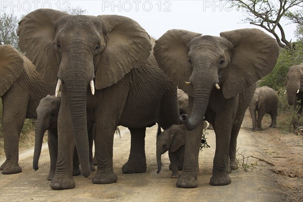 African elephants (Loxodonta africana) with calves