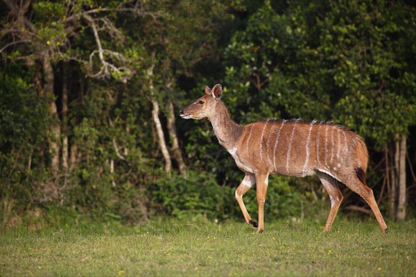 Nyala or inyala (Tragelaphus angasii)