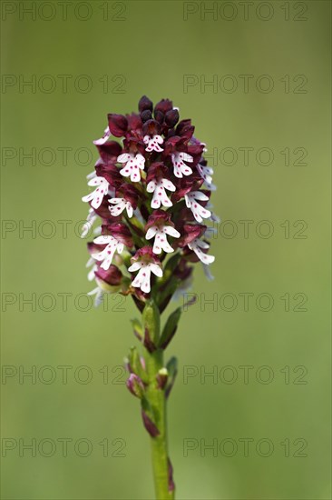 Burnt orchid (Orchis ustulata)