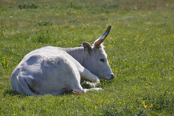 Hungarian Grey cattle (Bos primigenius taurus) on pasture