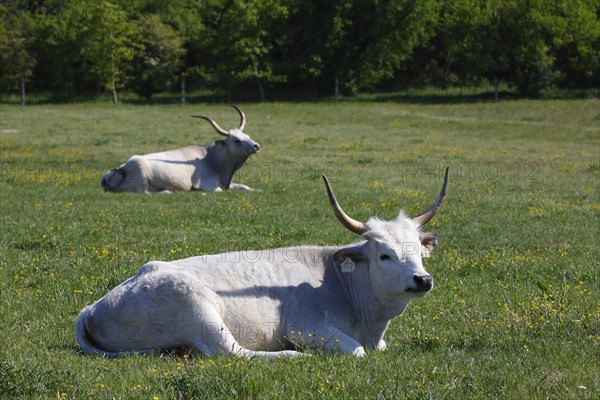 Hungarian Grey cattle (Bos primigenius taurus)