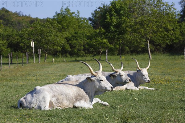 Hungarian Grey cattle (Bos primigenius taurus)