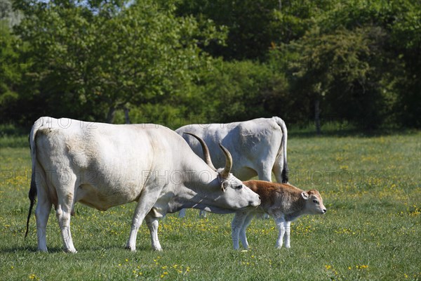 Hungarian Grey cattle (Bos primigenius taurus)