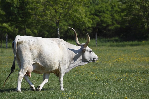 Hungarian Grey cattle (Bos primigenius taurus)