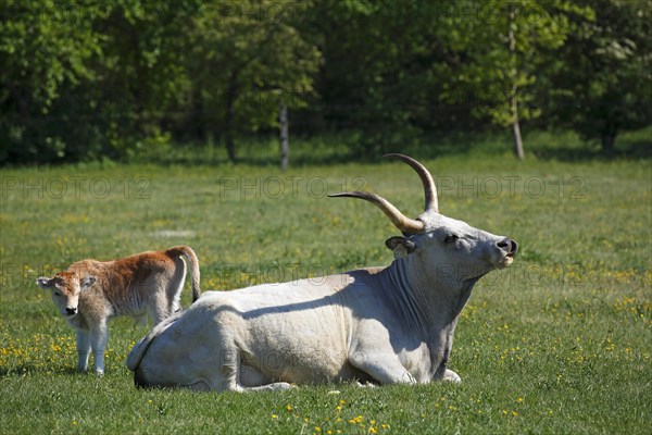 Hungarian Grey cattle (Bos primigenius taurus)