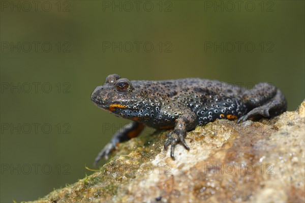 European fire-bellied toad (Bombina bombina)