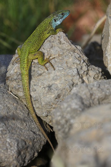 European green lizard (Lacerta viridis)